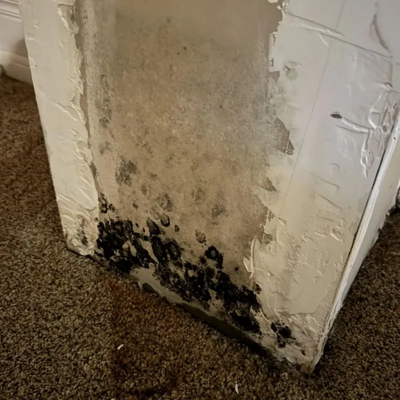 Professional Mold Removal in Montague, MA